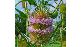 Dipsacus silvestris